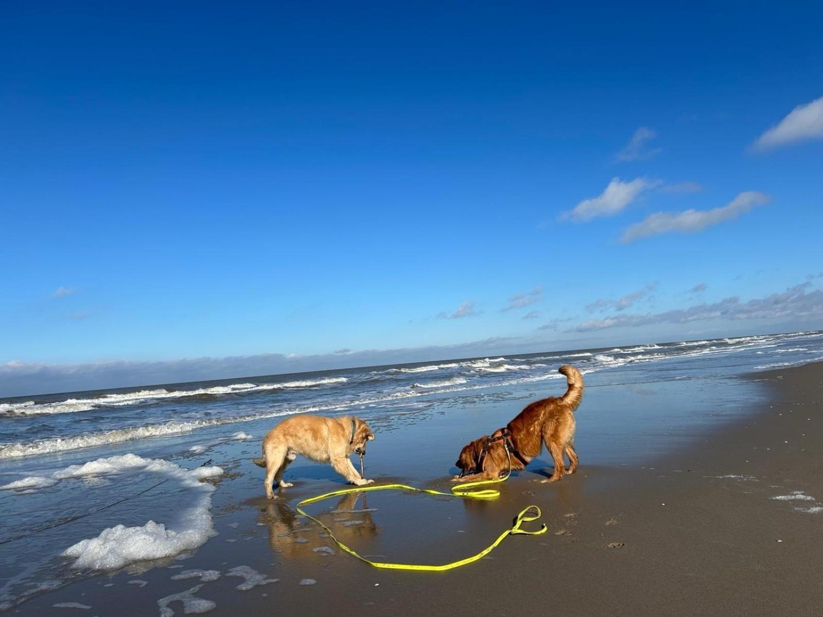 N 9Strandnahes, Hunde-Familienfreundliches Ferienhaus Callantsoog Exterior foto